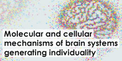 Molecular and cellular mechanisms of brain systems generating individuality