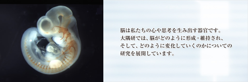 脳は私たちの心や思考を生み出す器官です。大隅研では、脳がどのように形成・維持され、そして、どのように変化していくのかについての研究を展開しています。