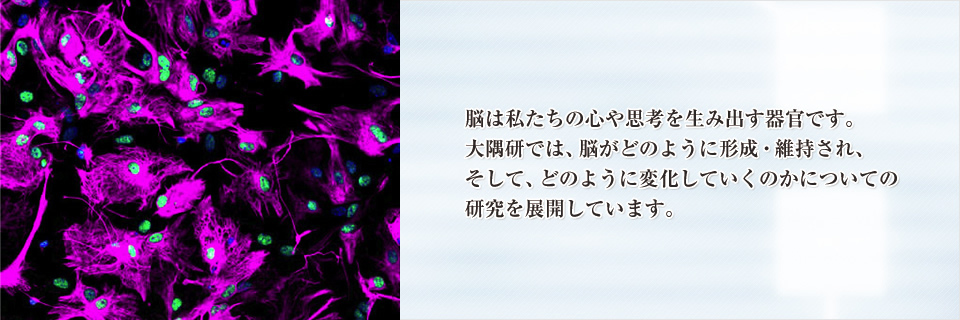 脳は私たちの心や思考を生み出す器官です。大隅研では、脳がどのように形成・維持され、そして、どのように変化していくのかについての研究を展開しています。