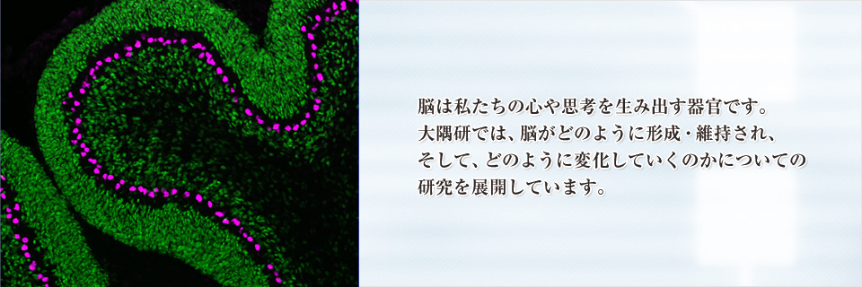 脳は私たちの心や思考を生み出す器官です。大隅研では、脳がどのように形成・維持され、そして、どのように変化していくのかについての研究を展開しています。