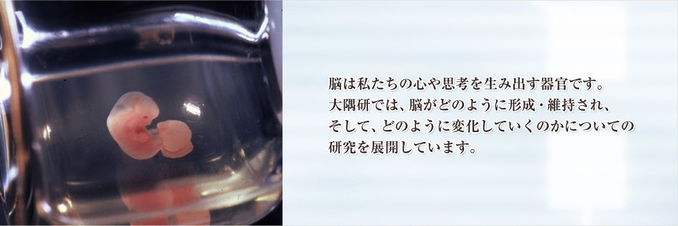 脳は私たちの心や思考を生み出す器官です。大隅研では、脳がどのように形成・維持され、そして、どのように変化していくのかについての研究を展開しています。