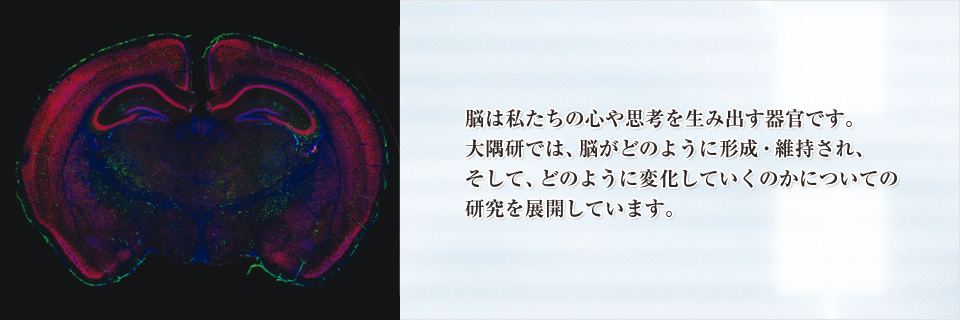 脳は私たちの心や思考を生み出す器官です。大隅研では、脳がどのように形成・維持され、そして、どのように変化していくのかについての研究を展開しています。