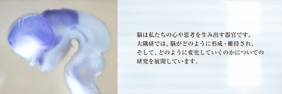 脳は私たちの心や思考を生み出す器官です。大隅研では、脳がどのように形成・維持され、そして、どのように変化していくのかについての研究を展開しています。