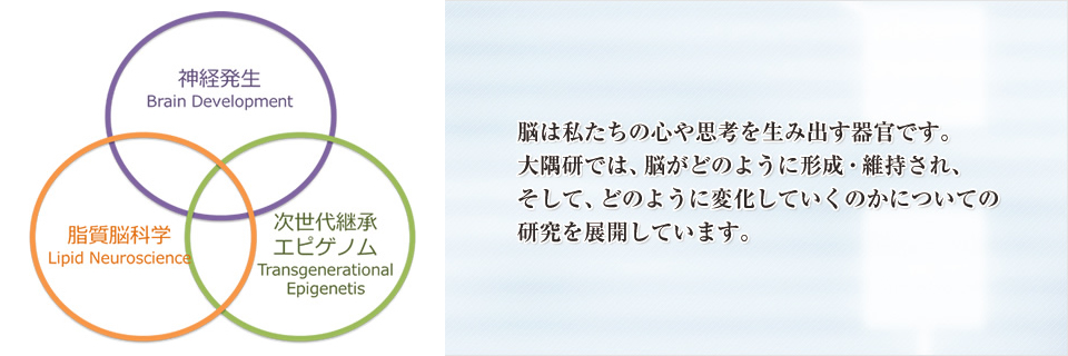 脳は私たちの心や思考を生み出す器官です。大隅研では、脳がどのように形成・維持され、そして、どのように変化していくのかについての研究を展開しています。