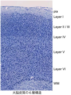 大脳皮質の６層構造