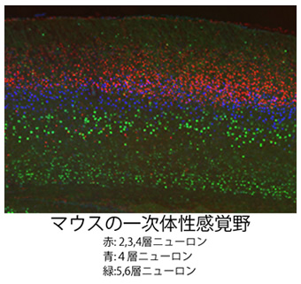 マウスの一次体性感覚野