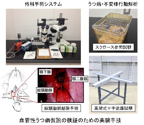 血管性うつ病仮説の検証のための実験手技