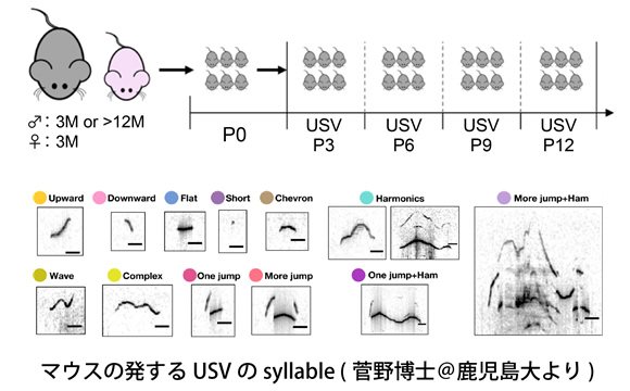 マウスの発するUSVのsyllable（菅野博士＠鹿児島大より）