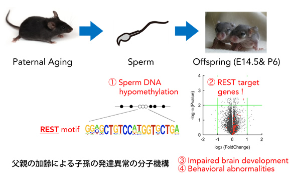 父親の加齢による子孫の発達異常の分子機構