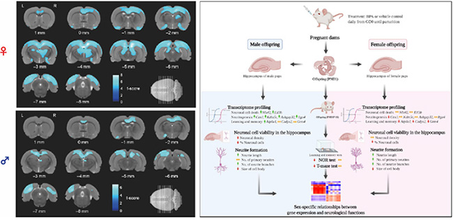 図1 Hiraoka et al., 2016; Thongkorn et al., 2021