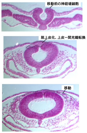 図１：神経堤の初期発生