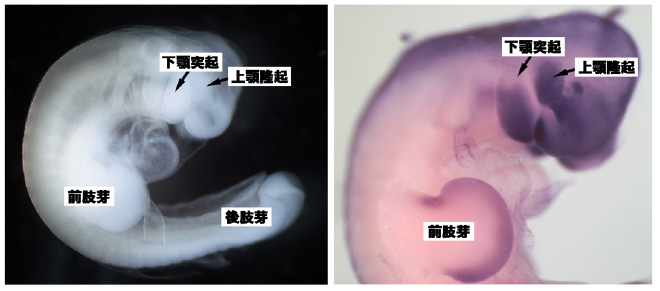 図２：オポッサムの11.5日胚（左）と、Msx1遺伝子の発現（右）