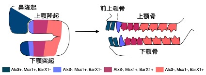図3：オポッサム胚の顎原基におけるホメオボックス遺伝子群の発現領域（左）